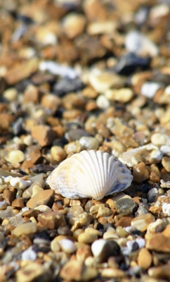 freedigitalphotos.net